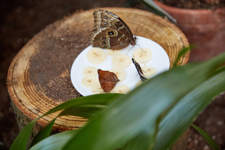 beautiful butterfly eat from a plate of sliced ??bananaの写真素材