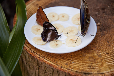 beautiful butterfly eat from a plate of sliced ??bananaの写真素材
