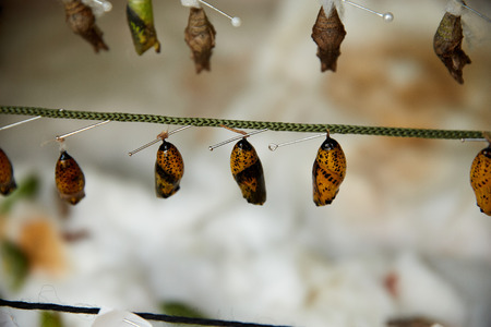 butterfly pupa hanging on a thread at the zooの写真素材