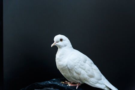 beautiful white dove, magician's assistantの写真素材