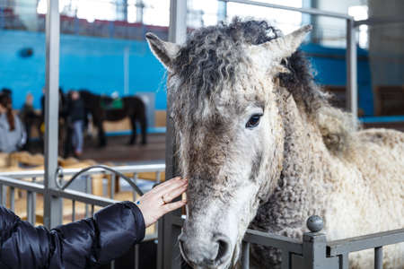Beautiful horses of various breeds at the exhibition of horsesの写真素材