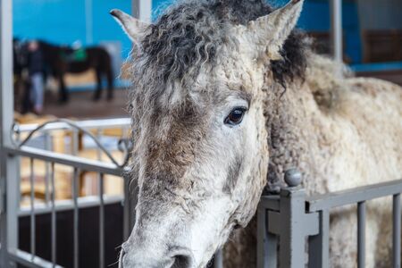 Beautiful horses of various breeds at the exhibition of horsesの写真素材