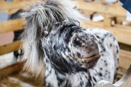 Beautiful horses of various breeds at the exhibition of horsesの写真素材