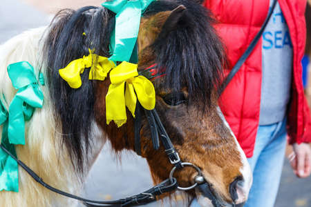 Beautiful horses of various breeds at the exhibition of horsesの写真素材