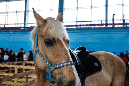 Beautiful horses of various breeds at the exhibition of horsesの写真素材