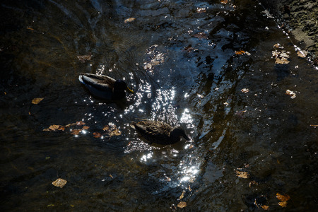 Park in the center of the city in sunny weather in early springの写真素材