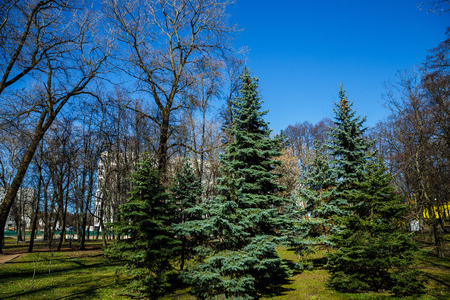 Park in the center of the city in sunny weather in early springの写真素材