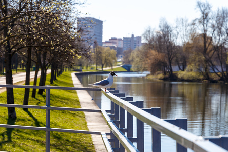 Park in the center of the city in warm sunny weather in early springの写真素材