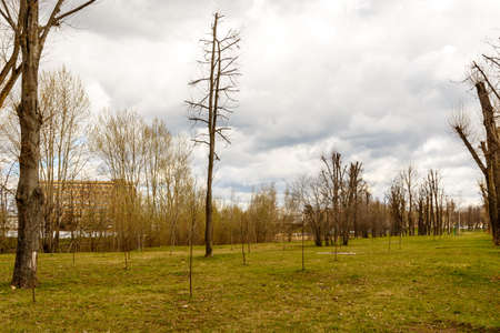Park in the center of the city in warm sunny weather in early springの写真素材