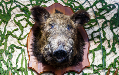 Stuffed elk deer wolf beaver boar hanging on the wall in the taxidermist's shopの写真素材