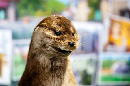 Stuffed elk deer wolf beaver boar hanging on the wall in the taxidermist's shopの写真素材