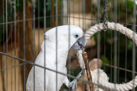 Cheerful parrots of rare breeds and bright colors sit in cages