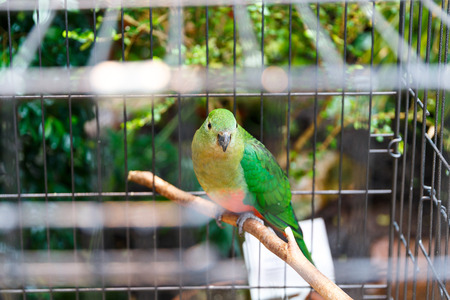 Cheerful parrots of rare breeds and bright colors sit in cagesの写真素材