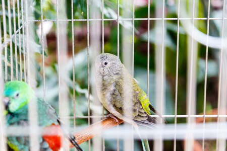 Cheerful parrots of rare breeds and bright colors sit in cagesの写真素材