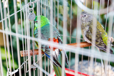 Cheerful parrots of rare breeds and bright colors sit in cages