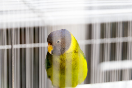 Cheerful parrots of rare breeds and bright colors sit in cagesの写真素材