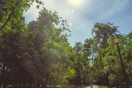 Park in the city center in sunny clear weather in summerの写真素材