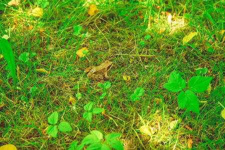 Rana temporaria sitting in green grass in the parkの写真素材