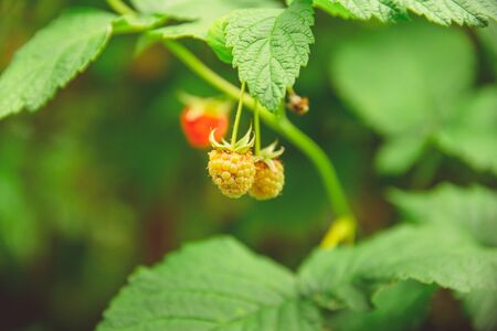 Green and red ripe raspberries grow on a branch in the garden in the village
