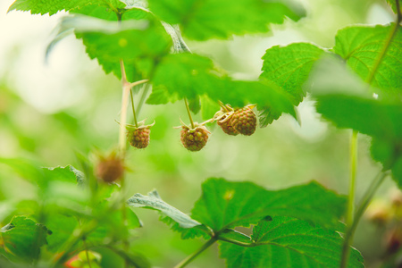 Green and red ripe raspberries grow on a branch in the garden in the villageの写真素材