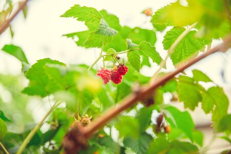 Green and red ripe raspberries grow on a branch in the garden in the village