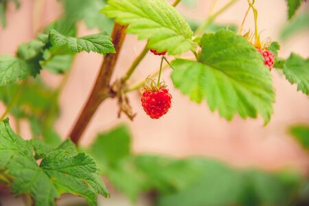 Green and red ripe raspberries grow on a branch in the garden in the village