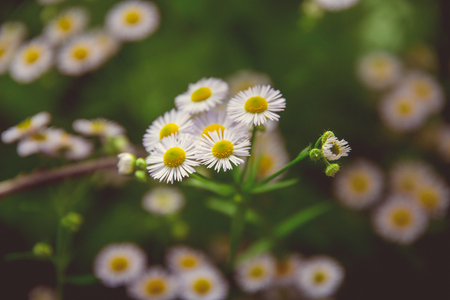 White and yellow daisy grows in the garden in summer in sunny weatherの写真素材