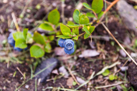 Ripe blueberries grow on a branch in the village