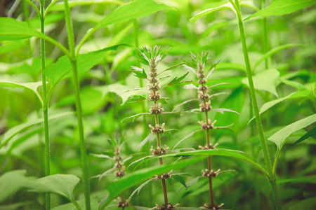 Green bushes and flowers grow in the forest