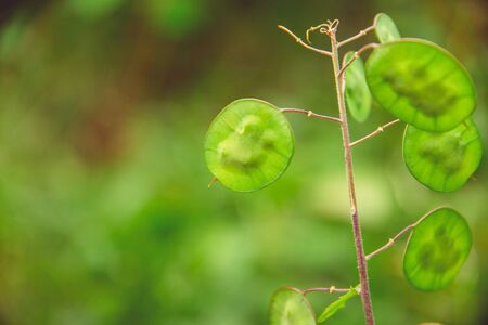 Green bushes and flowers grow in the forestの写真素材