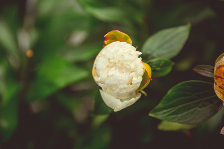 Flowers on a meadow in sunny summer weatherの写真素材
