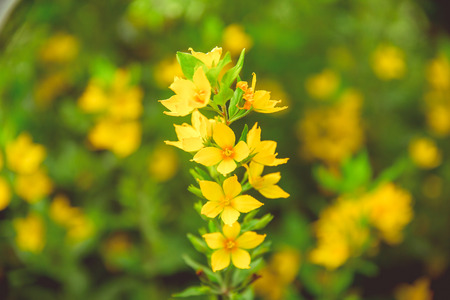 Flowers on a meadow in sunny summer weatherの写真素材