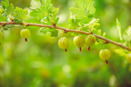 Green blooming gooseberries grow on a branch in a rustic gardenの写真素材