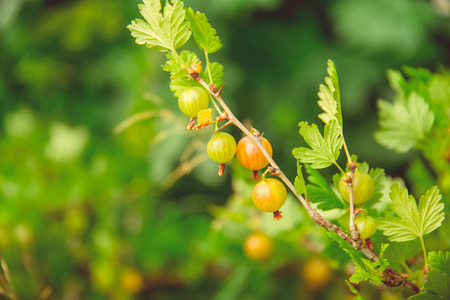 Green blooming gooseberries grow on a branch in a rustic garden