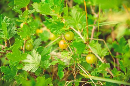 Green blooming gooseberries grow on a branch in a rustic gardenの写真素材