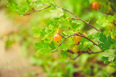 Green blooming gooseberries grow on a branch in a rustic gardenの写真素材