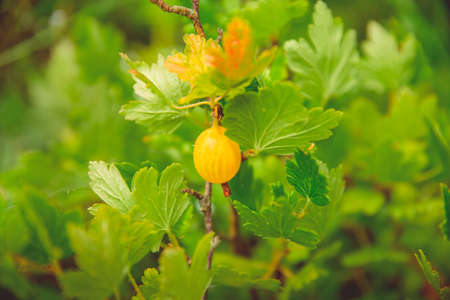 Green blooming gooseberries grow on a branch in a rustic gardenの写真素材