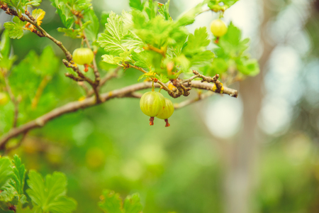 Green blooming gooseberries grow on a branch in a rustic gardenの写真素材