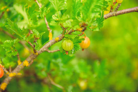 Green blooming gooseberries grow on a branch in a rustic gardenの写真素材