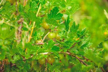 Green blooming gooseberries grow on a branch in a rustic gardenの写真素材