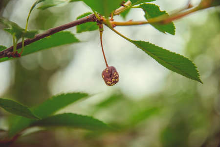 Ripe red cherry grows on a branch in the villageの写真素材