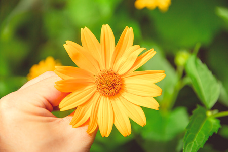 Flowers on a meadow in sunny summer weatherの写真素材