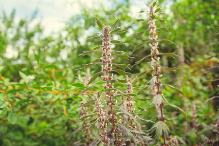 Green bushes and flowers grow in the forestの写真素材