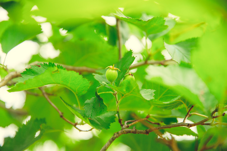 Green bushes and flowers grow in the forestの写真素材