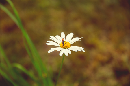 White and yellow daisy grows in the garden in summer in sunny weatherの写真素材