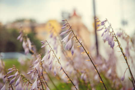 Park in the city center in sunny summer weatherの写真素材