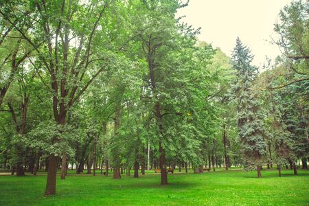 Park in the city center in sunny summer weatherの写真素材