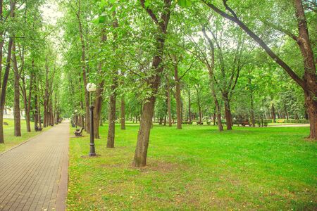 Park in the city center in sunny summer weatherの写真素材