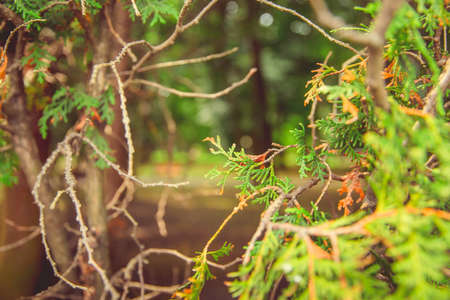 Park in the city center in sunny summer weatherの写真素材