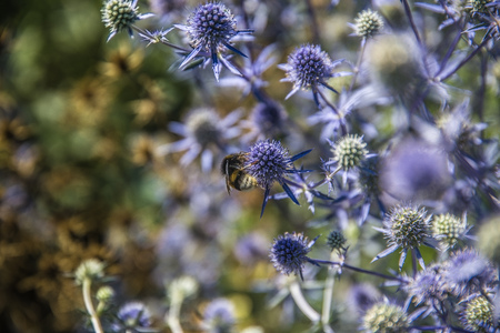 A large bumble bee sits on a flower in sunny summer weather